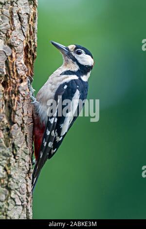Great Spotted woodpecker (Picoides major, Dendrocopos major). Homme accroché à un tronc d'arbre. Allemagne Banque D'Images