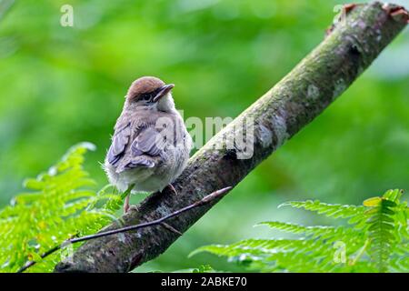 Blackcap (Sylvia atricapilla). Jeune découvre son environnement. Allemagne Banque D'Images