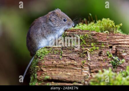 Campagnol roussâtre (Clethrionomys glareolus). Des profils sur un journal moussue. Allemagne Banque D'Images