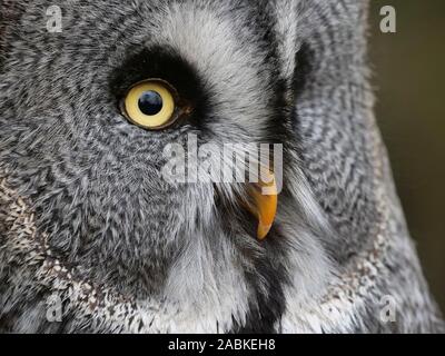 Chouette lapone, Laponie Owl (Strix nebulosa lapponica). Portrait d'oiseaux adultes. Allemagne Banque D'Images