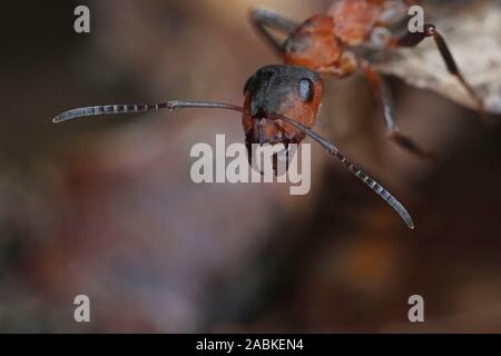 Petite Fourmi Rouge (Formica polyctena). Travailleur, portrait de l'Allemagne Banque D'Images