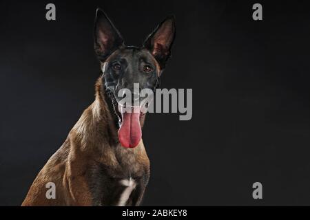 Berger Belge Malinois,. Portrait d'adulte. Studio photo sur un fond noir. Allemagne Banque D'Images