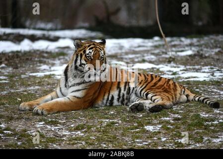 Un tigre de Sibérie dans son enclos en plein air d'hiver dans le zoo Hellabrunn de Munich. [Traduction automatique] Banque D'Images