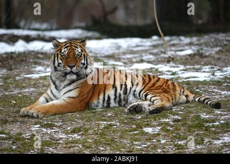 Un tigre de Sibérie dans son enclos en plein air d'hiver dans le zoo Hellabrunn de Munich. [Traduction automatique] Banque D'Images