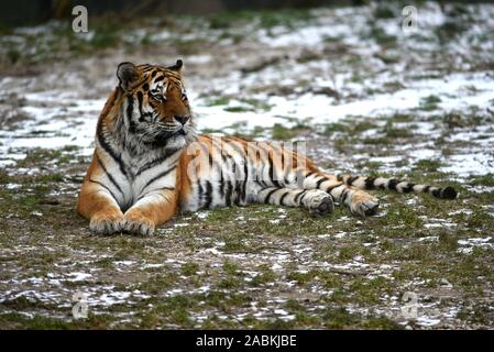 Un tigre de Sibérie dans son enclos en plein air d'hiver dans le zoo Hellabrunn de Munich. [Traduction automatique] Banque D'Images