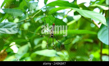 Une araignée géante dans les chutes de Kuang Si à Luang Prabang, Laos Banque D'Images