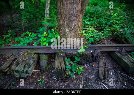 La mine Zollverein classé au patrimoine mondial, à Essen, vestiges d'anciennes voies de chemin de fer sur le terril de Zollverein, envahi par la nature, Allemagne Banque D'Images