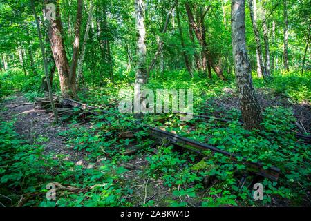 La mine Zollverein classé au patrimoine mondial, à Essen, vestiges d'anciennes voies de chemin de fer sur le terril de Zollverein, envahi par la nature, Allemagne Banque D'Images