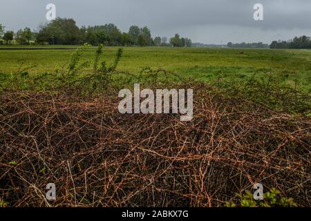 Impressions du Aubinger Moos, une vaste réserve naturelle dans l'ouest de Munich. [Traduction automatique] Banque D'Images