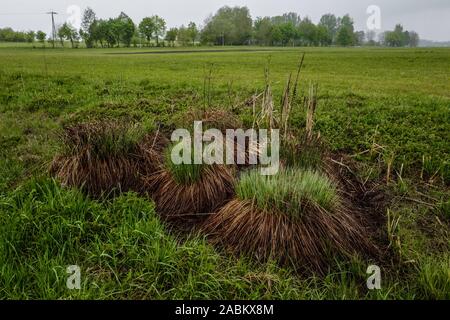 Impressions du Aubinger Moos, une vaste réserve naturelle dans l'ouest de Munich. [Traduction automatique] Banque D'Images