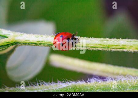 Coccinelle asiatique on twig près de Minnesota River insecticide naturel qui détruit les ravageurs des cultures. Un gros plan d'une coccinelle. Banque D'Images