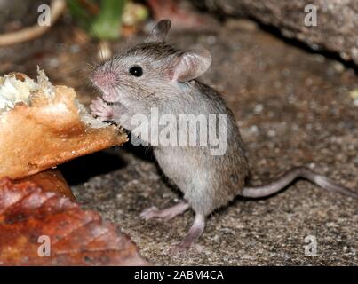 Les souris se nourrissent de gâteaux dans jardin urbain. Banque D'Images