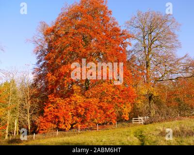 Automne Banque D'Images