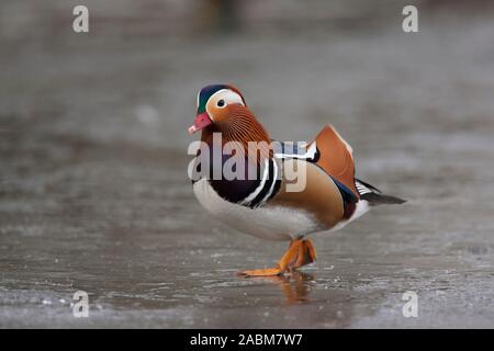 Mandarin, Aix galericulata, seul mâle adulte marche sur étang gelé. Prises de janvier. La forêt d'Epping, Essex, Royaume-Uni. Banque D'Images