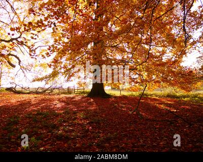 Automne Banque D'Images