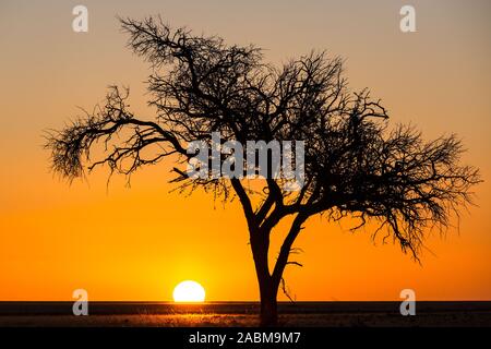 Lever du soleil africain derrière un grand acacia, Namib Naukluft Park, Namibie Banque D'Images