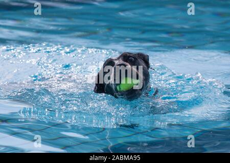 Chien avec une balle dans l'eau. Lors de la troisième journée dans la piscine chien Amper Oase à Fürstenfeldbruck seul les chiens sont admis dans la piscine non chlorée. Les gens doivent rester en dehors de ce temps. [Traduction automatique] Banque D'Images