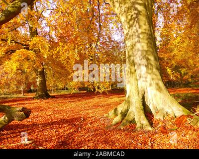 Automne Banque D'Images