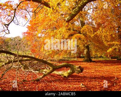 Automne Banque D'Images