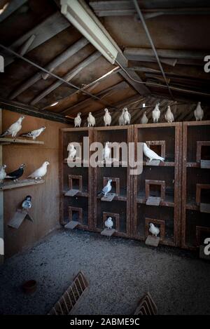 La visite de l'Association volailles reproductrices Munich : Pigeons s'asseoir dans un pigeonnier. [Traduction automatique] Banque D'Images