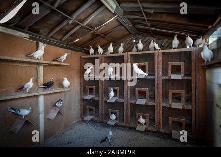 La visite de l'Association volailles reproductrices Munich : Pigeons s'asseoir dans un pigeonnier. [Traduction automatique] Banque D'Images