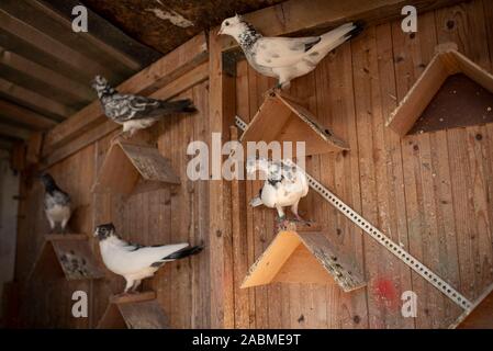 La visite de l'Association volailles reproductrices Munich : Pigeons s'asseoir dans un pigeonnier. [Traduction automatique] Banque D'Images