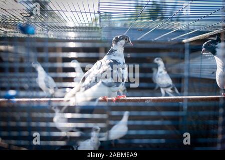 La visite de l'Association volailles reproductrices Munich : Pigeons s'asseoir dans un pigeonnier. [Traduction automatique] Banque D'Images