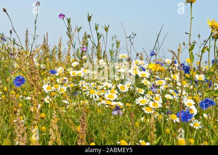 Fleurs sauvages le long du bord du champ de blé, East Lothian, Scotland Banque D'Images