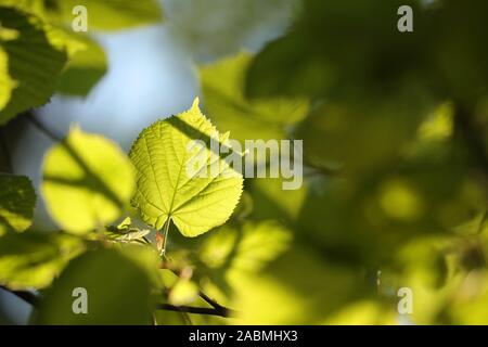 Linden leaves de printemps sur une branche dans la forêt. Banque D'Images