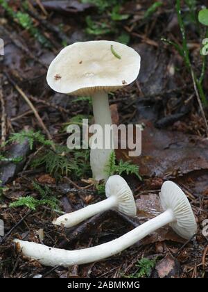 Tricholoma inamoenum, connu sous le nom de Knight, gazeuses de la Finlande aux champignons sauvages Banque D'Images