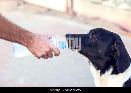 Une personne donne de l'eau pour les sans-abri chien à la rue. La protection des animaux et de temps chaud concept Banque D'Images