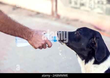 Une personne donne de l'eau pour les sans-abri chien à la rue. La protection des animaux et de temps chaud concept Banque D'Images