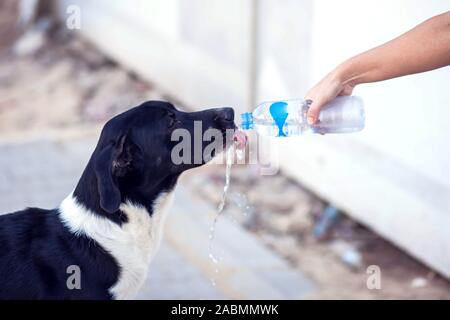 Une personne donne de l'eau pour les sans-abri chien à la rue. La protection des animaux et de temps chaud concept Banque D'Images