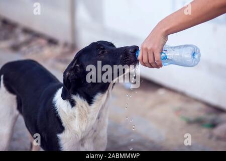 Une personne donne de l'eau pour les sans-abri chien à la rue. La protection des animaux et de temps chaud concept Banque D'Images