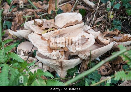 Autour de l'UK - Flore & champignons de la vallée d'achillée, Lancashire Banque D'Images