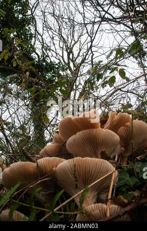 Autour de l'UK - Flore & champignons de la vallée d'achillée, Lancashire Banque D'Images