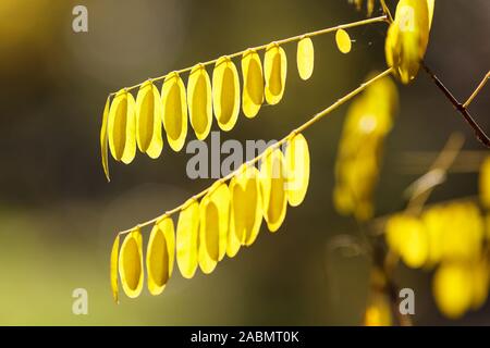 Amorpha fruticosa Jaune automne rétroéclairé feuilles Banque D'Images