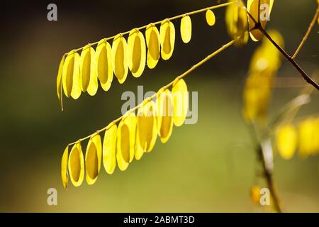 Amorpha fruticosa Jaune automne rétroéclairé feuilles Banque D'Images