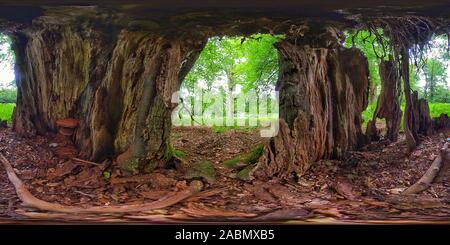 Vue panoramique à 360° de À l'intérieur d'un arbre pourri dans le parc national de New Forest (360VR)