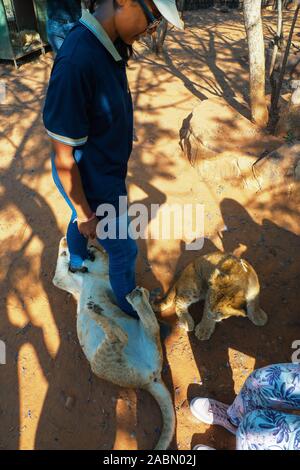 4 mois d'oursons lion (Panthera leo) de jouer, câlins, tuslling avec - mais aussi de mordre - une femme africaine à Colin's l'Afrique, Afrique du Sud Banque D'Images