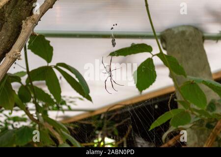 Vue de dessus Globe Doré-weaving Nephila plumipes femelle araignée assis sur un petit Banque D'Images