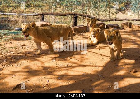 Quelque chose a attiré l'attention d'une troupe de quatre 4 mois repéré des lionceaux (Panthera leo), prêt à explorer le monde - Cullinan, Afrique du Sud Banque D'Images