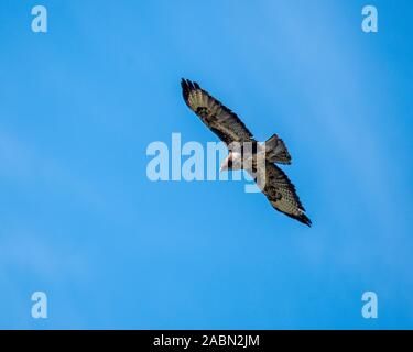 Osprey volant par l'air Banque D'Images