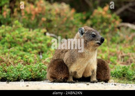 (Procavia capensis Rock Hyrax) également connu sous le nom de Cape hyrax ou Dassie, suckling ses jeunes à Stony Point colonie de pingouins , Afrique du Sud. Banque D'Images