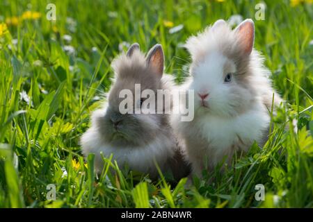 Deux lapins nains dans un pré des fleurs de printemps Banque D'Images