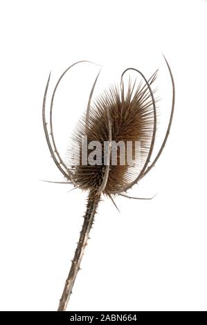 Cardère commun séché, Cardère sauvage Cardère ou chefs, Dipsacus fullonum, ou des têtes de chardon Silhouetté contre la neige ou fond blanc Banque D'Images