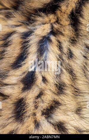 Moelleux d'une fourrure tachetée 2 mois chaton Serval (Leptailurus serval) Banque D'Images