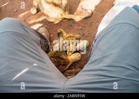 4 mois vieux lion (Panthera leo) allongé sur le sol à l'ombre sous les jambes d'un touriste à une station génétique - Cullinan, Afrique du Sud Banque D'Images