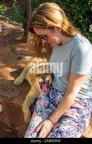 Woman touching, caresser, caresser et câliner un 4 mois vieux lion (Panthera leo) à une station près de Cullinan, Afrique du Sud Banque D'Images