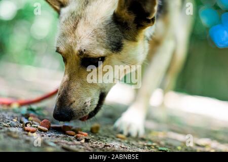 Mixed breed chien en laisse, cute animal mangeant un motif de granulés Banque D'Images